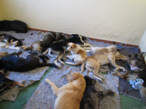 Dogs recovering from s/n surgery-Bethanie