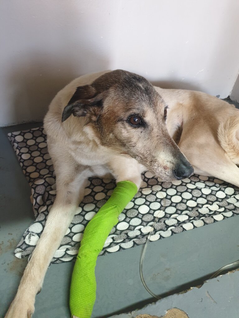 Minkie: feeling a little better, not yet 100%