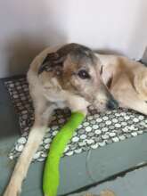 Minkie: feeling a little better, not yet 100%