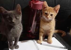 Mimi (left), Fifi (right): Fifi had a leg injury