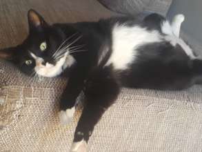 Glitter diagnosed, treated, home with his family