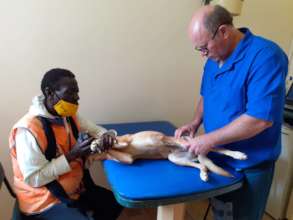Gustav looks on as Dr. Winterbach stitches Lady
