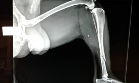 Fire's xray-another broken leg treated by AKI-HAH