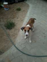 Stretch 3 weeks after 1st mange treatment