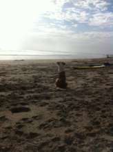 Stretch loves to go to the beach!