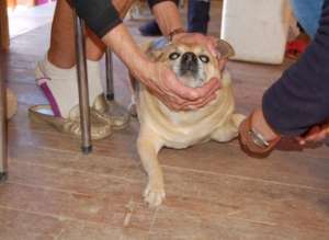 Jackals gets a nail trim at the HAH Spayathon