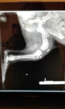 Peet's xray-leg broken in 2 places!