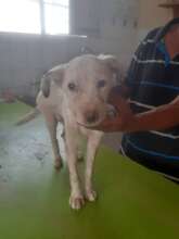 Tokkie had distemper, but help came too late