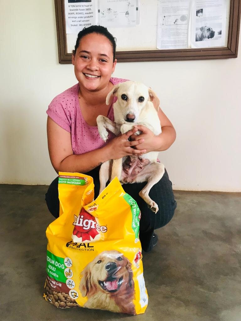 Archi came for spay, treated for tick bite fever