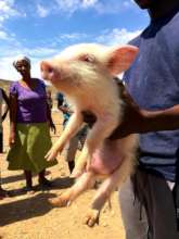 Pinky the pig-had a hernia!
