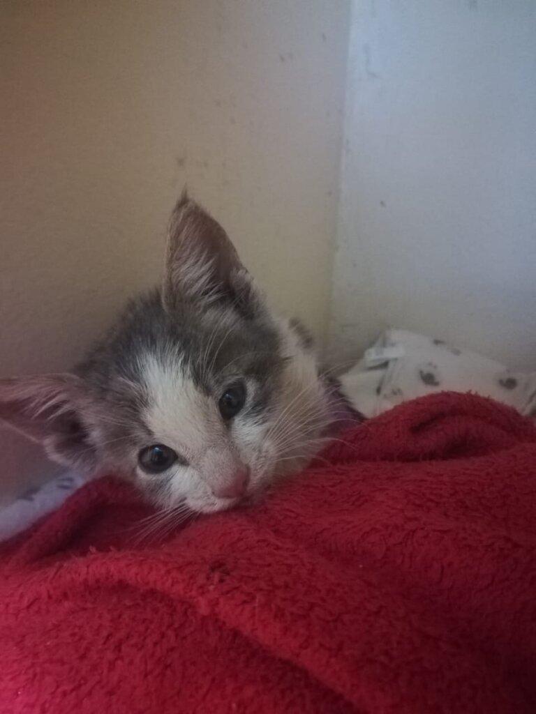 Tiny, found all alone, hungry, sick, scared