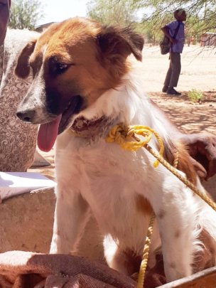 Wagter had an ingrown collar-Emergency Fund helped