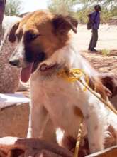 Wagter had an ingrown collar-Emergency Fund helped