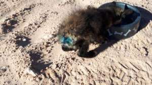 Ninja's tail was injured-treated w/AKI funds