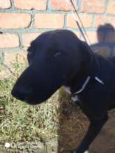 Blik after a few chemo treatments-doing better!