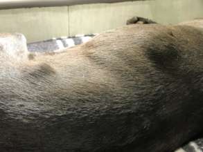 Blik had TVT-it showed up as lumps under his skin