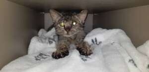 Charles was hit with a rock, wounds infected