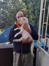 Jannie-happy to be home with owner-& vice versa!