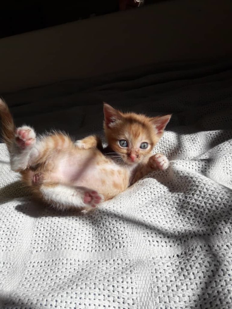 One of 7 kittens being sold on the street-safe now