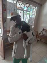 Spotti saved by Dr Erna, AKI, HaH, & his new owner