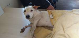 Snowy at Rehoboth Vet Clinic-car accident