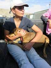 Kamuri off to the spayathon (with Dr. Maya)