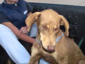 Kamuri going home after spay surgery