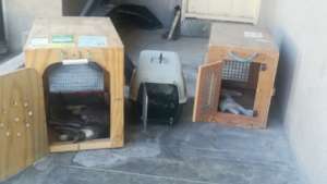 Transport boxes for Karibib feral cats
