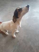 Keke, Cooper's friend, had parvo too