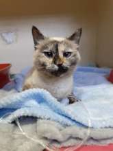 Kitzie at the vet's office in Windhoek