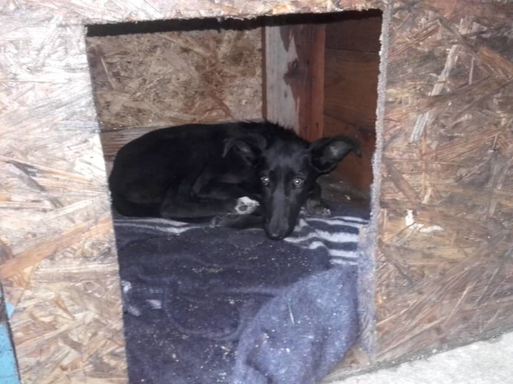 Blackie bitten by a dog rec'd meds, food, doghouse