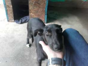 Blackie was sent home with food & blanket