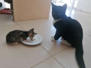 Little Wink with her foster sister
