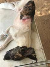 Lucky was hit by a car-luckily injuries were minor