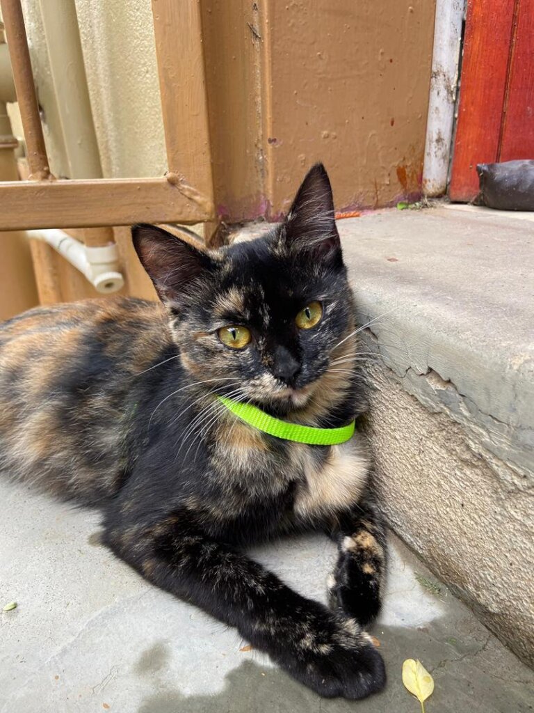 Mieksie-healed and at home