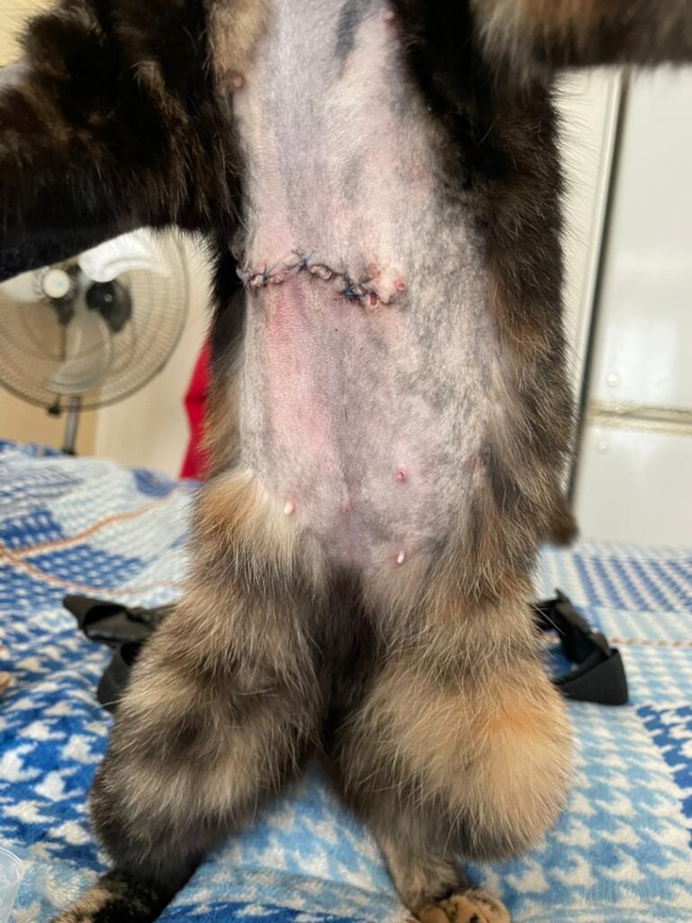 Mieksie-another cat with a gash on her tummy!