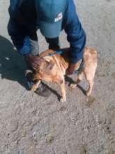 Dave's owner had a stroke & he had to be re-homed