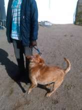 Dave rec'd antibiotics, parasite treatment, food