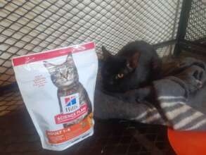 Blackie, treated for a skin problem