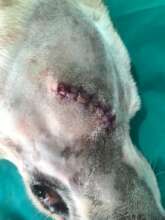 Bruno's ruptured eye is treated-no more pain!