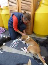 Private-dog #100-at the Nov clinic