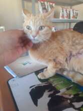 Mia, large gash sewn up with 30 stitches!