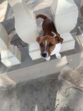 Bea, recovered & back at home