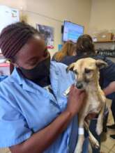 Trixie recovering from surgery-Windhoek vet clinic