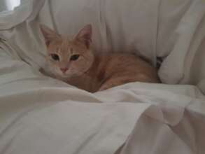 Pharrel, no longer a homeless cat w/a broken leg!