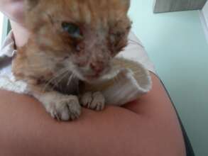 Eddie-a street cat was sick, now healthy & adopted