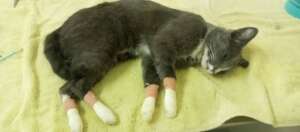 Kitty with burned paws helped w/AKI Emergency Fund
