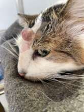 The tumor on Moonlight's forehead was removed