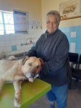 Bruno sedated (with owner)-abscess treated