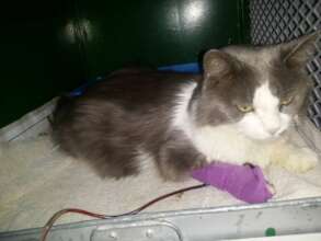 Ranger at Windhoek Animal Hospital-touch & go